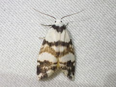 Thallarcha albicollis