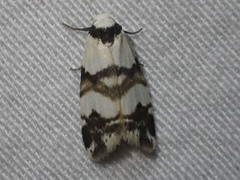Thallarcha albicollis
