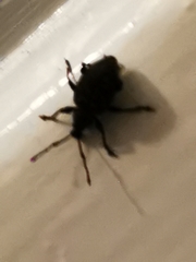 Otiorhynchus sulcatus