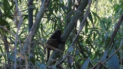 Saguinus weddelli weddelli