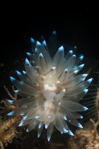 crested aeolis