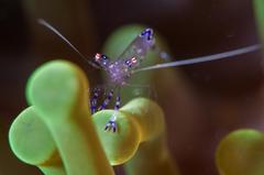 Ancylomenes sarasvati