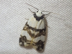 Thallarcha albicollis