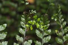 Asplenium bulbiferum x A hookerianum