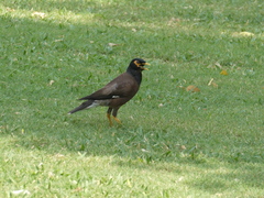 Acridotheres tristis