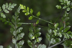 Asplenium bulbiferum x A hookerianum