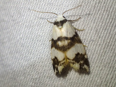 Thallarcha albicollis