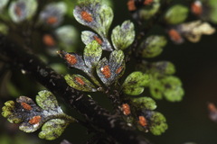 Asplenium bulbiferum x A hookerianum