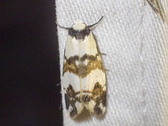 Thallarcha albicollis