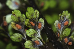 Asplenium bulbiferum x A hookerianum
