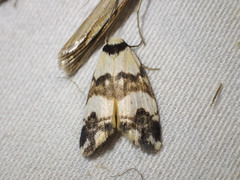 Thallarcha albicollis