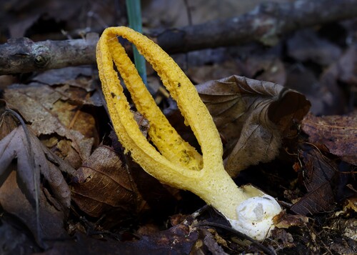 Pseudocolus fusiformis