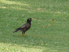 Acridotheres tristis