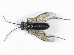 Pachyprotasis rapae