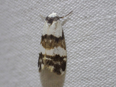 Thallarcha albicollis