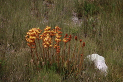 Dilatris viscosa