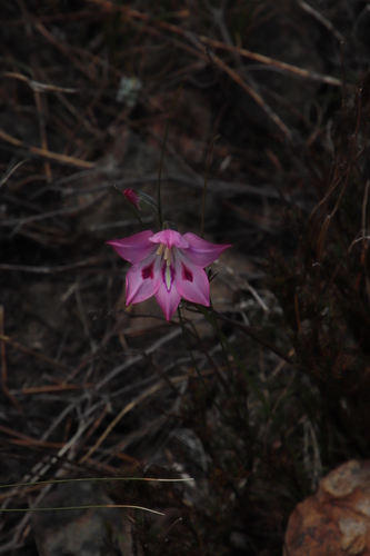 Image of Gladiolus inflatus by (c) Tony Rebelo, some rights reserved (CC BY-SA)