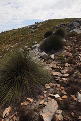 Askidiosperma andreaeanum