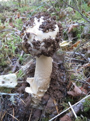 Amanita smithiana