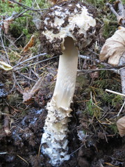 Amanita smithiana