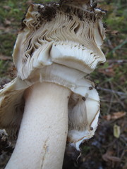Amanita smithiana