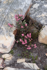 Erica glauca elegans