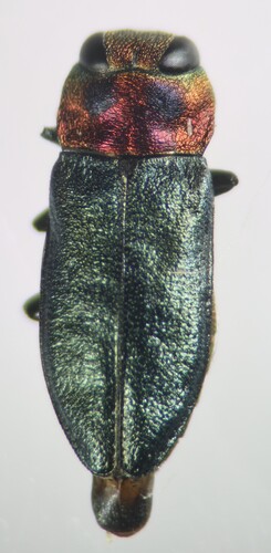 Anthaxia nitidula signaticollis