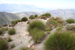 Askidiosperma andreaeanum