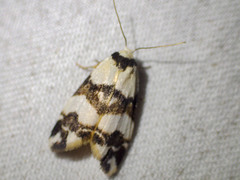 Thallarcha albicollis