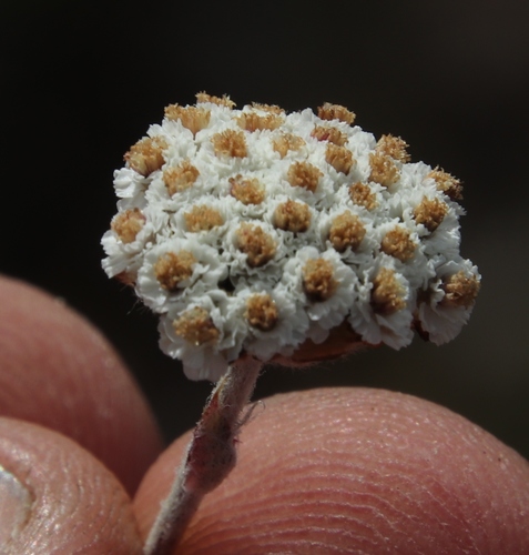Image of Anaxeton asperum by (c) Tony Rebelo, some rights reserved (CC BY-SA)