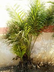 Allagoptera leucocalyx