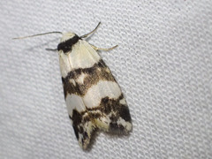 Thallarcha albicollis