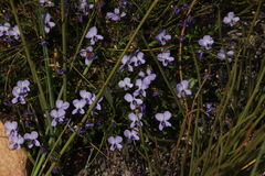 Viola decumbens decumbens
