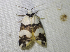 Thallarcha albicollis