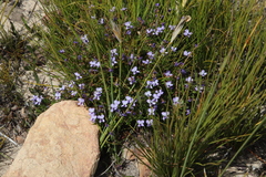 Viola decumbens decumbens