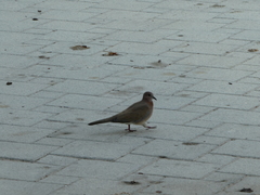 Streptopelia senegalensis
