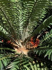 Encephalartos natalensis