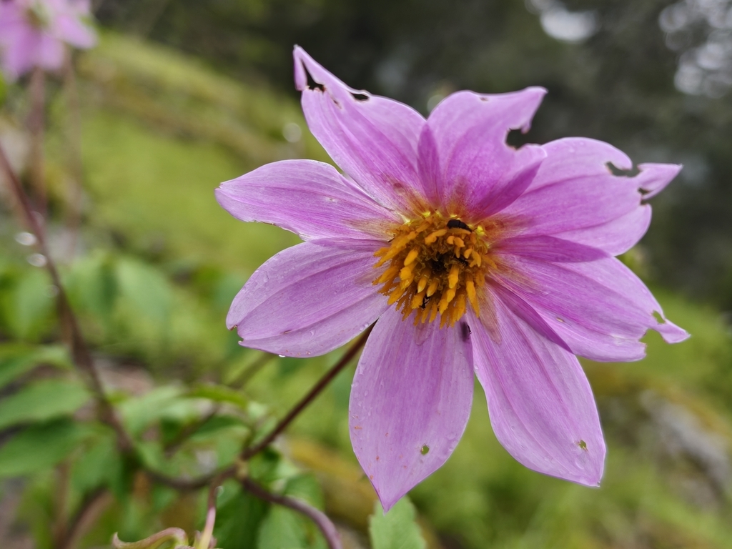 Dahlia sherffii; photograph author not stated, no rights reserved