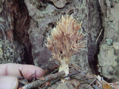 Lentaria byssiseda
