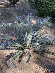 Encephalartos arenarius