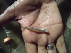 Etheostoma chlorosoma