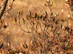 Rhododendron sichotense