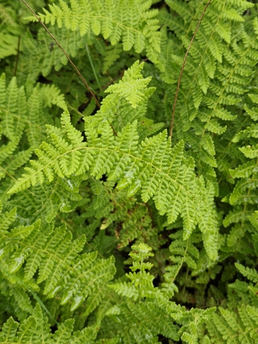 Woodsia mollis (Woodsia mollis)