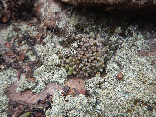 Conophytum luckhoffii