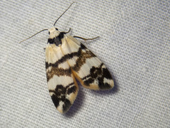 Thallarcha albicollis