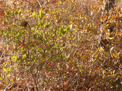 Rhododendron sichotense