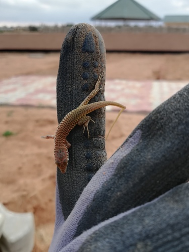 Southern Long-tailed Lizard
