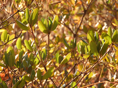 Rhododendron sichotense