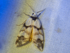 Thallarcha albicollis