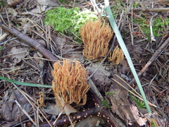 Lentaria byssiseda
